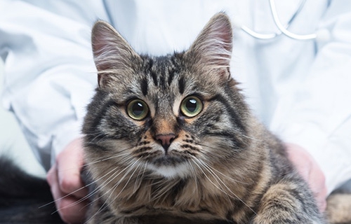 An update on feline hypothyroidism