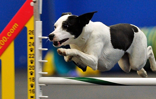 Injury prevention and the canine athlete