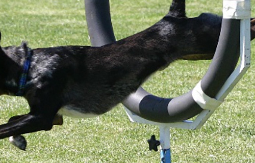 Repetitive strain injury of the psoas muscle in dogs