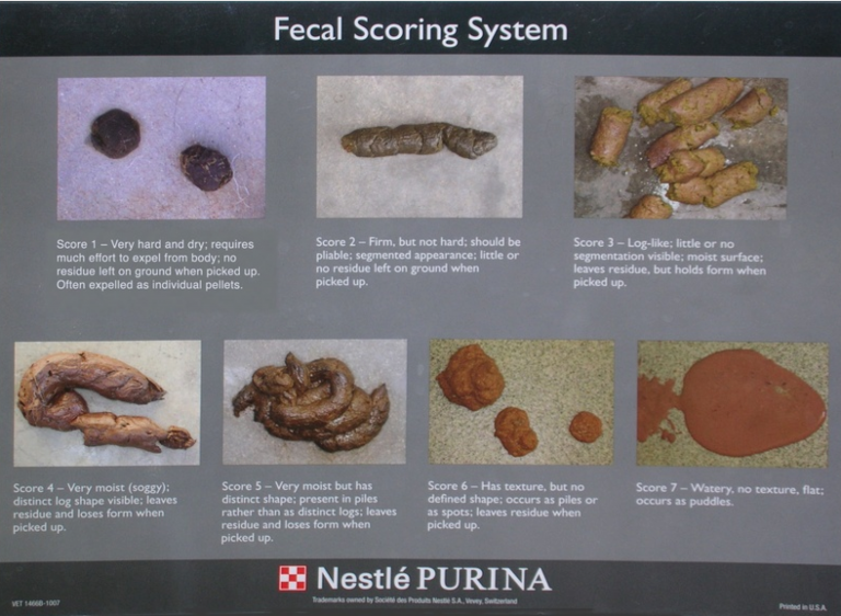 Current Diagnostic Approaches to Chronic Diarrhea (Part I) - VetBloom