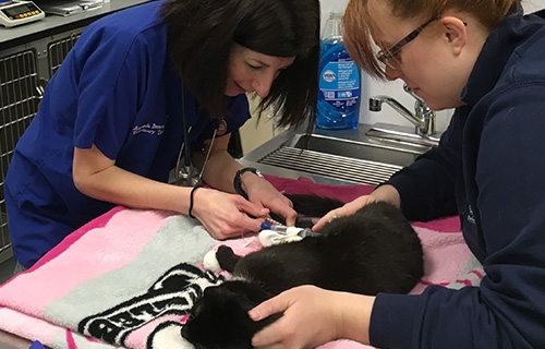 Every patient, every time: Basic nursing assessments for hospitalized patients for the veterinary technician and assistant