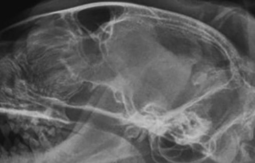 Feline head imaging: Continuity with practitioner and radiology