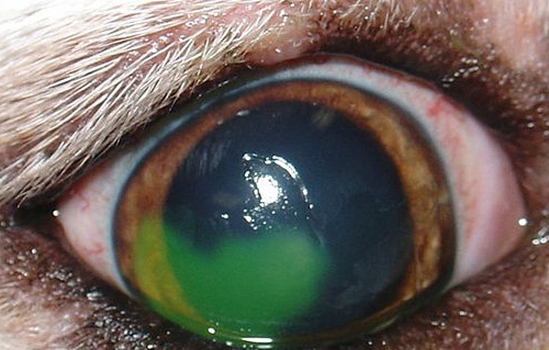 Corneal ulceration in dogs and cats: Diagnosis and treatment