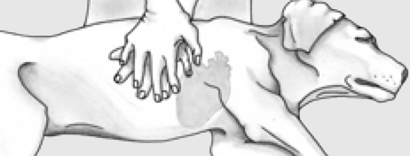 RECOVER CPR guidelines: What you need to know! - VetBloom