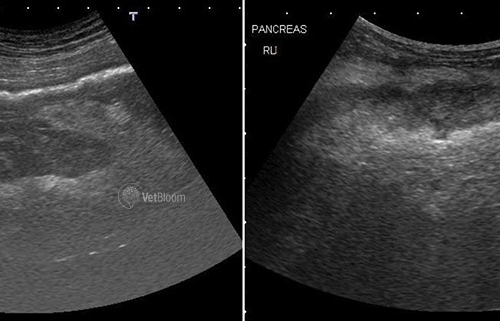 Diagnosis of canine and feline pancreatitis – Enough with lipases already