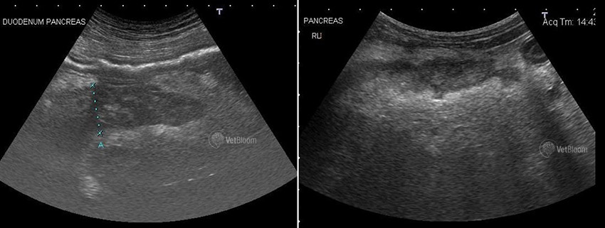 Picture of Diagnosis of canine and feline pancreatitis - Enough with lipases ...