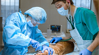 The Basics of Anesthetic Monitoring in the Companion Animal