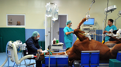 Anesthetic Management of the Equine Dystocia