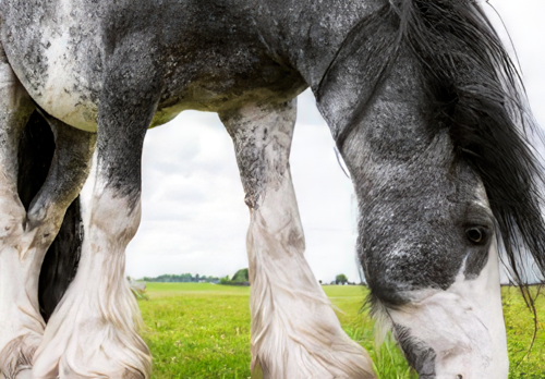 Anesthetic Considerations for the Draft Horse