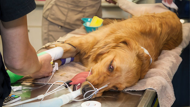 Basics of Supportive Care During Sedation and General Anesthesia