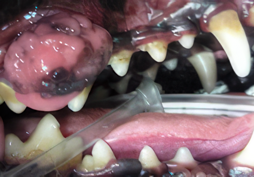 Canine Oral Tumors