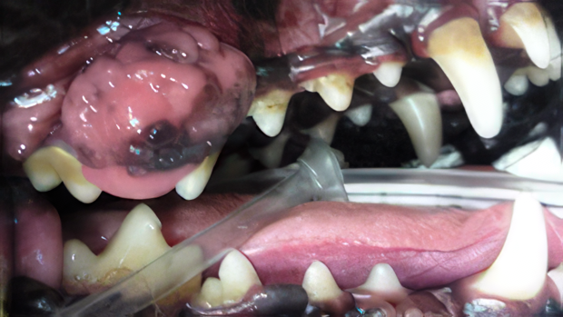 Canine Oral Tumors