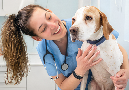 Canine Pulmonary Hypertension Diagnosis and Management