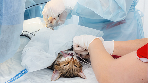Case-Based Anesthesia Course for Veterinary Technicians and Veterinarians
