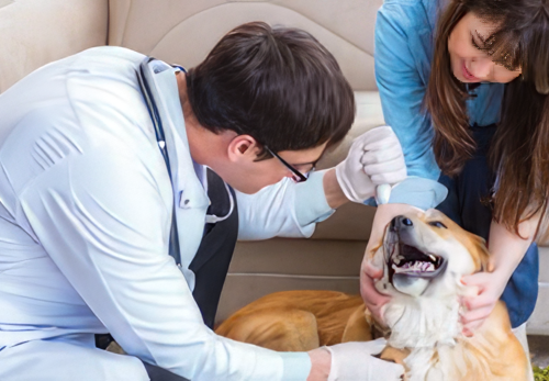 Stress Reduction in the Veterinary Clinic