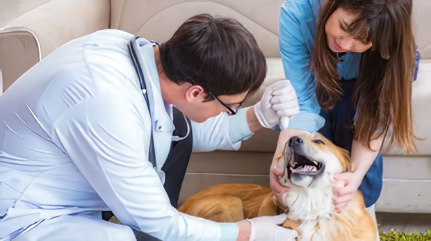 Stress Reduction in the Veterinary Clinic