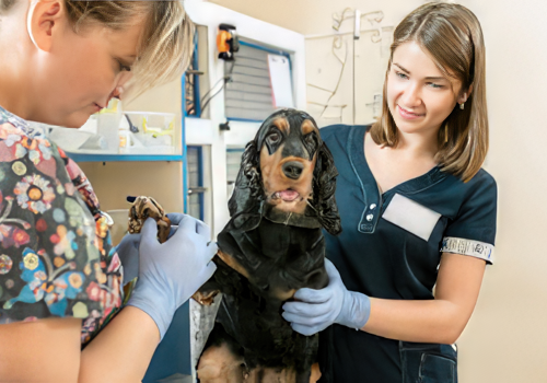 Treating Canine Atopic Dermatitis: New Options and Familiar Favorites