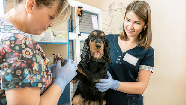Treating Canine Atopic Dermatitis: New Options and Familiar Favorites
