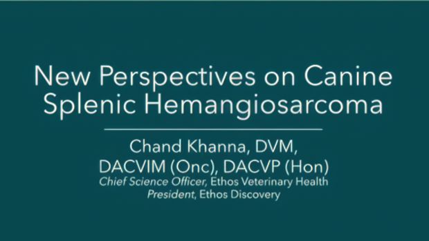New Perspectives on Canine Splenic Hemangiosarcoma
