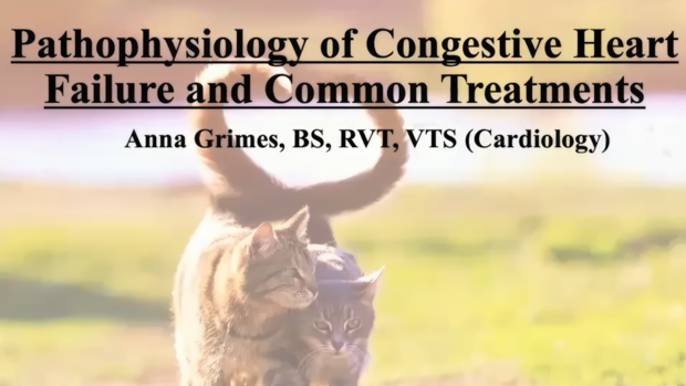 Pathophysiology of Congestive Heart Failure and Common Treatments