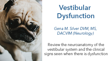 Vestibular Dysfunction: You Can’t Judge a Book by Its Cover