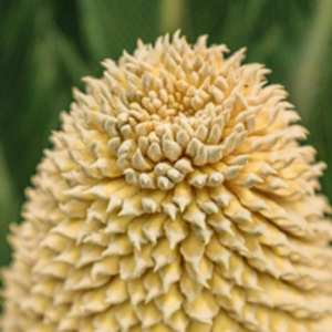 Toxins in the ER: Plants