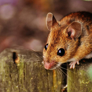 Anti-coagulant Rodenticide Toxicities