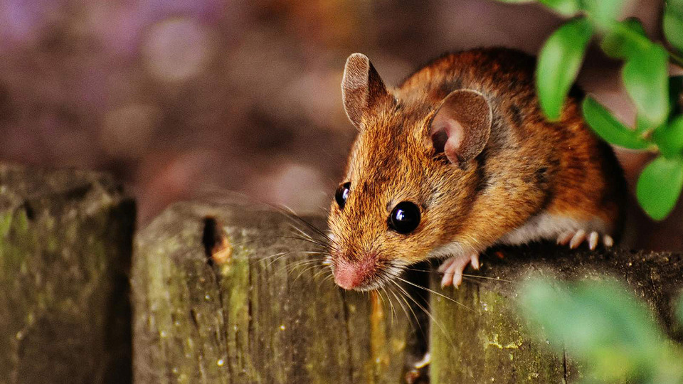 Anti-coagulant Rodenticide Toxicities