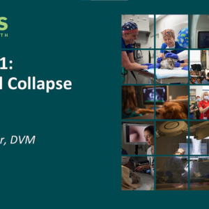 Canine Upper Airway Emergencies – Lecture 3 – Brachycepahlic Obstructive Airway Syndrome