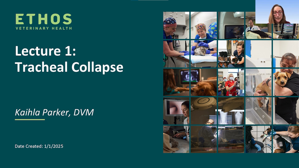 Canine Upper Airway Emergencies – Lecture 3 – Brachycepahlic Obstructive Airway Syndrome