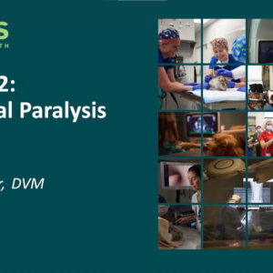 Canine Upper Airway Emergencies – Lecture 2 – Laryngeal Paralysis