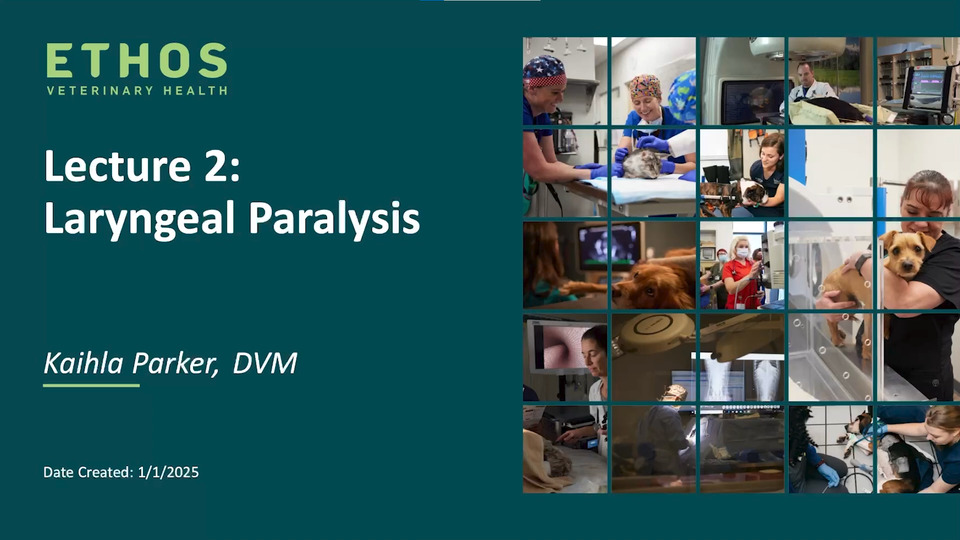 Canine Upper Airway Emergencies – Lecture 2 – Laryngeal Paralysis