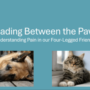 Reading Between the Paws: Understanding Pain in our Four-Legged Friends