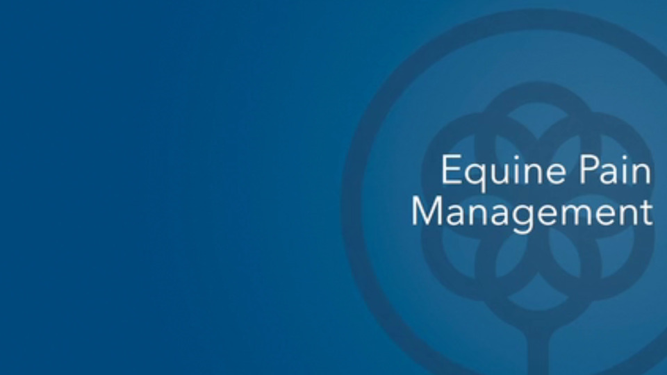 Equine Pain Management