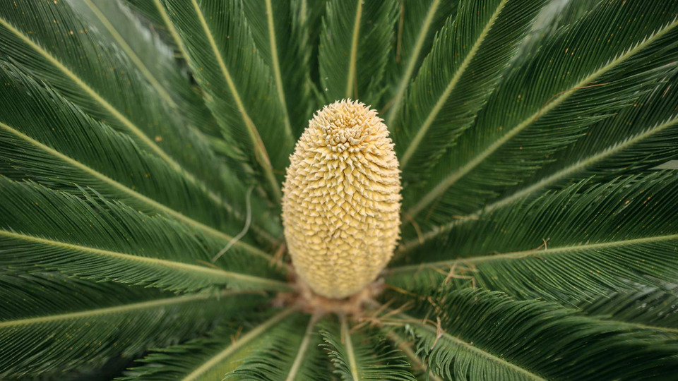 Hepatic Hazards: Hepatotoxins in the ER