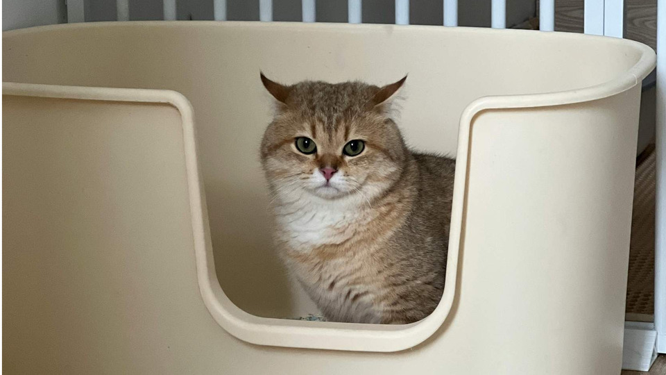 Understanding the Role of Medical Conditions in Feline House Soiling