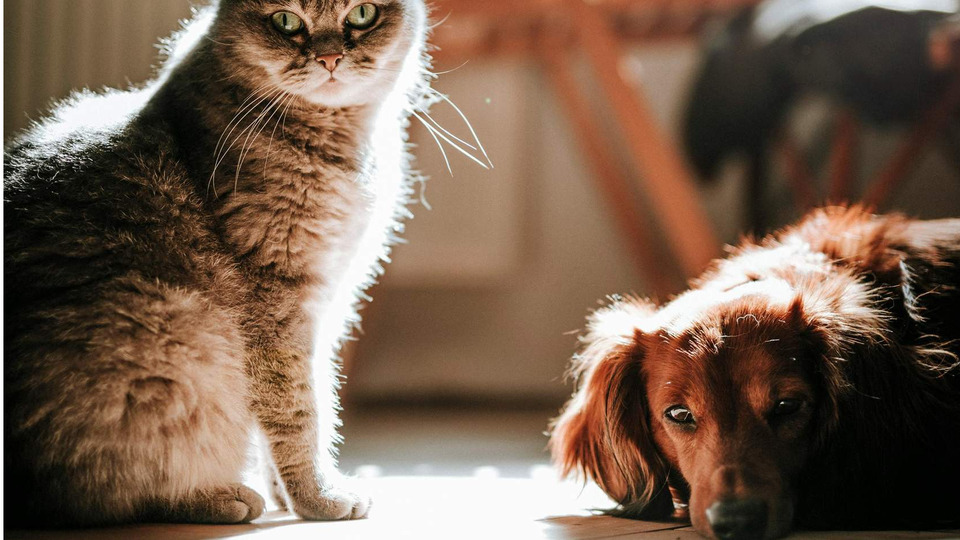 Common Medical Conditions Affecting Problem Behaviors in Dogs and Cats Part 1