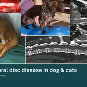 Intervertebral Disc Disease in Dogs and Cats