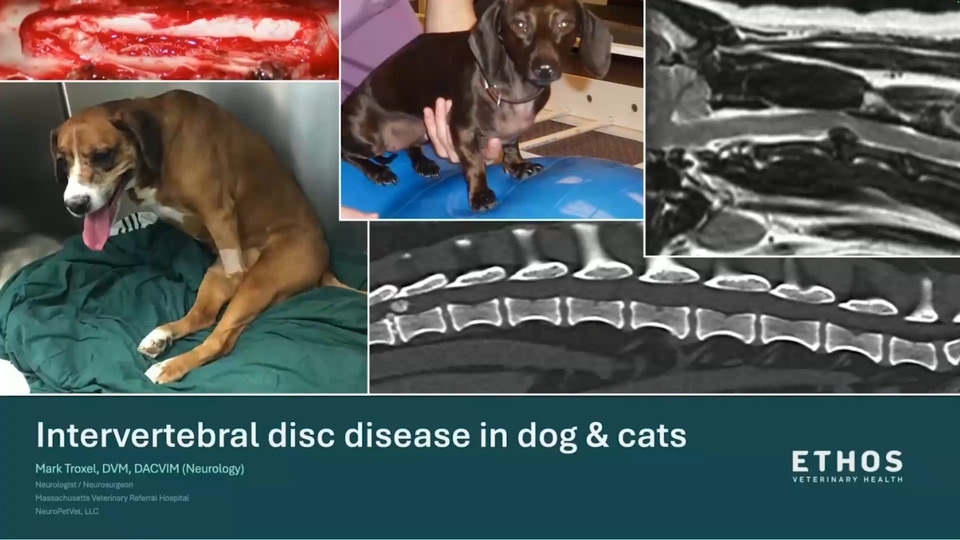 Intervertebral Disc Disease in Dogs and Cats