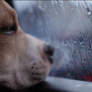 Separation Anxiety: Not Just for the Behaviorist Anymore!