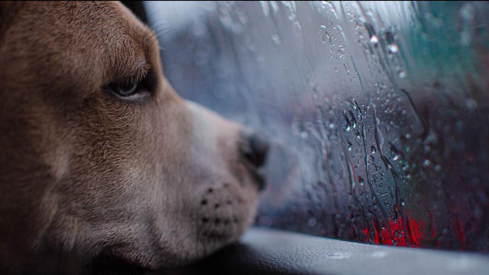 Separation Anxiety: Not Just for the Behaviorist Anymore!