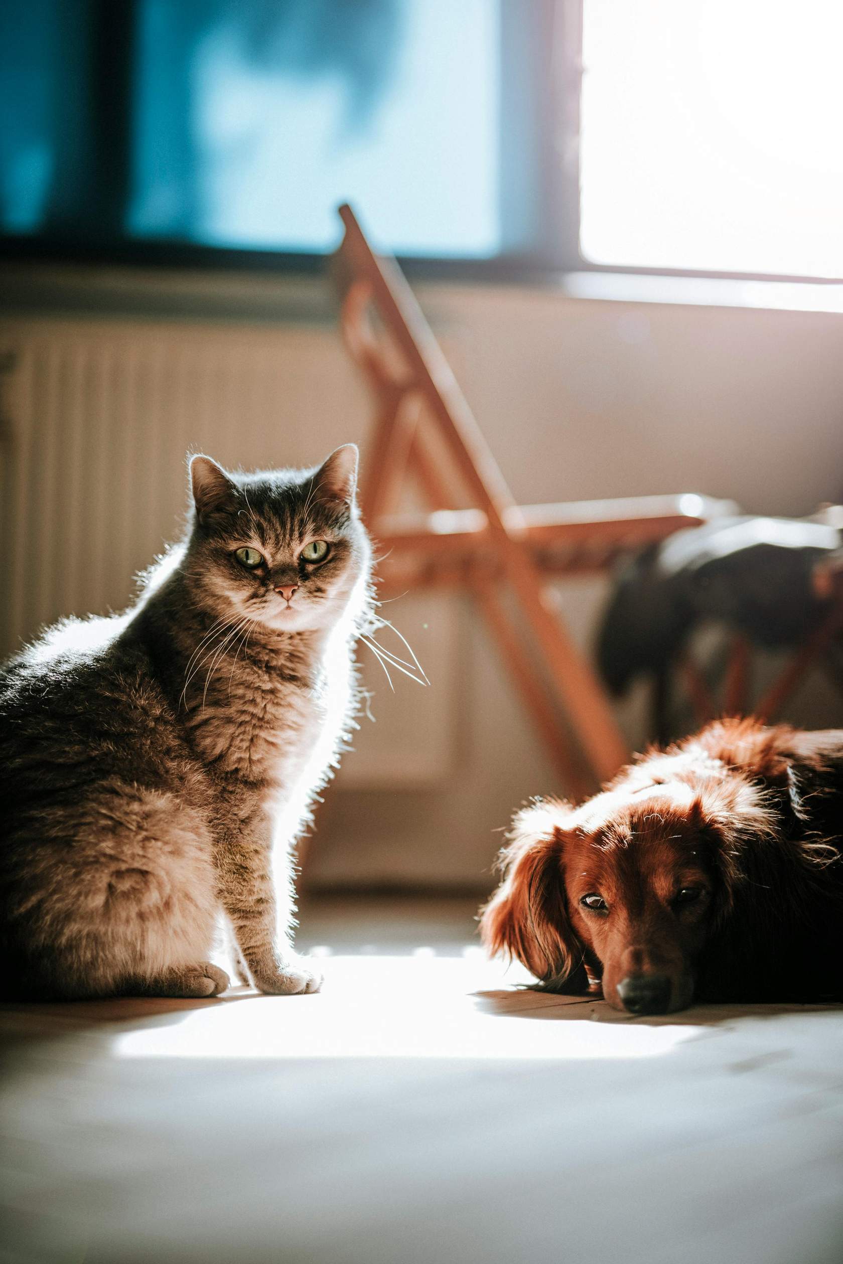 Common Medical Conditions Affecting Problem Behaviors in Dogs and Cats Part 2